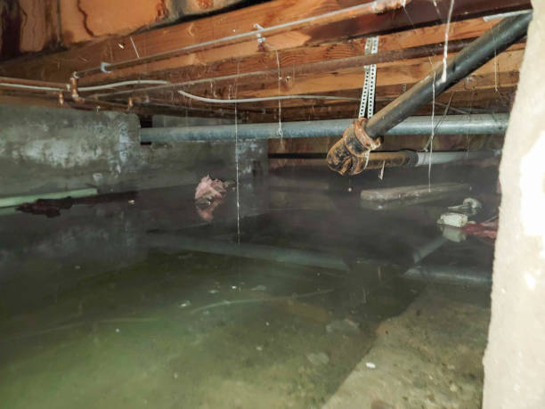 Best Mold removal after water damage  in Daniels Farm, CT